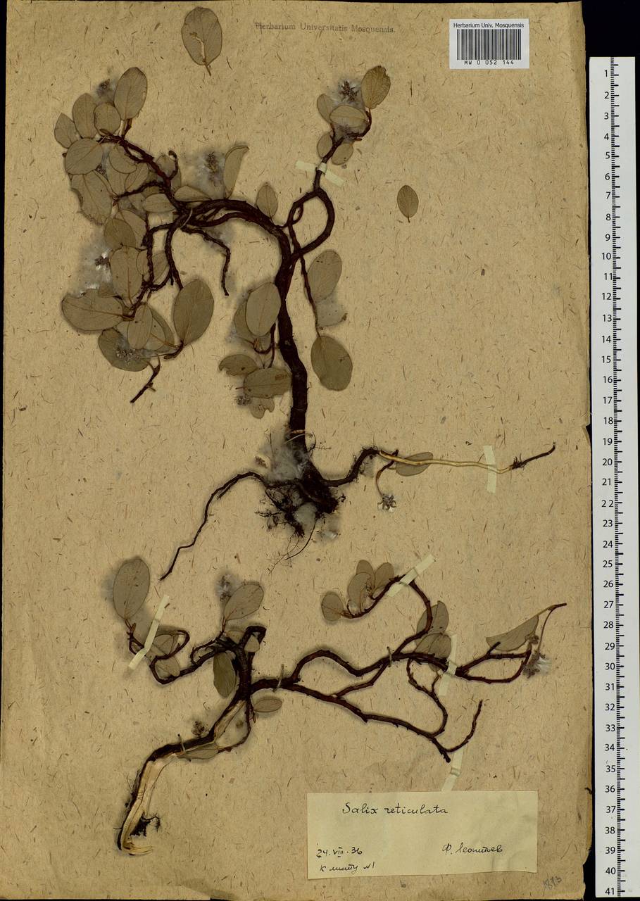 Salix reticulata, Eastern Europe, Northern region (E1) (Russia)