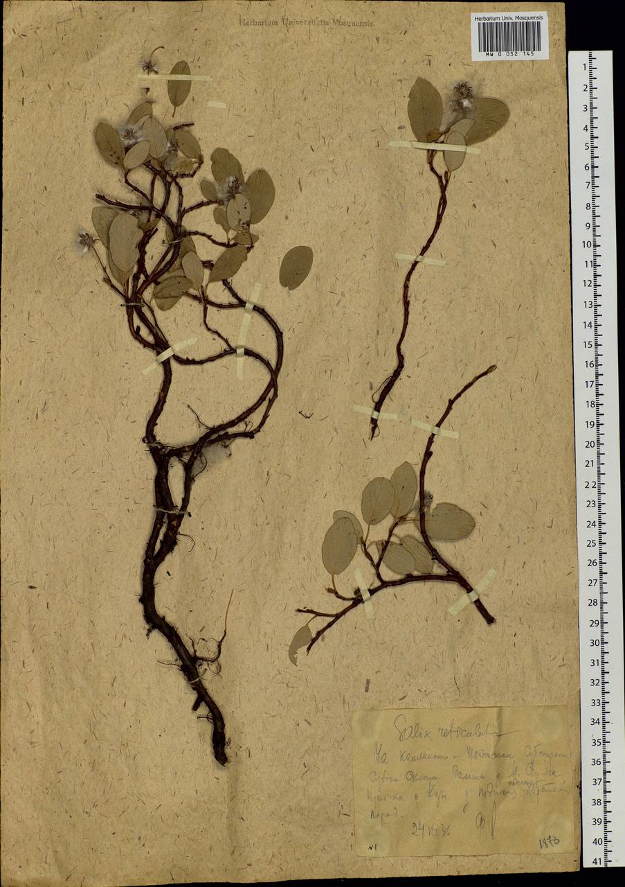 Salix reticulata L., Eastern Europe, Northern region (E1) (Russia)
