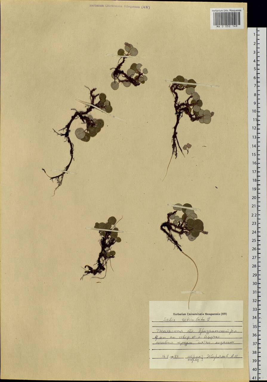 Salix reticulata, Siberia, Western Siberia (S1) (Russia)