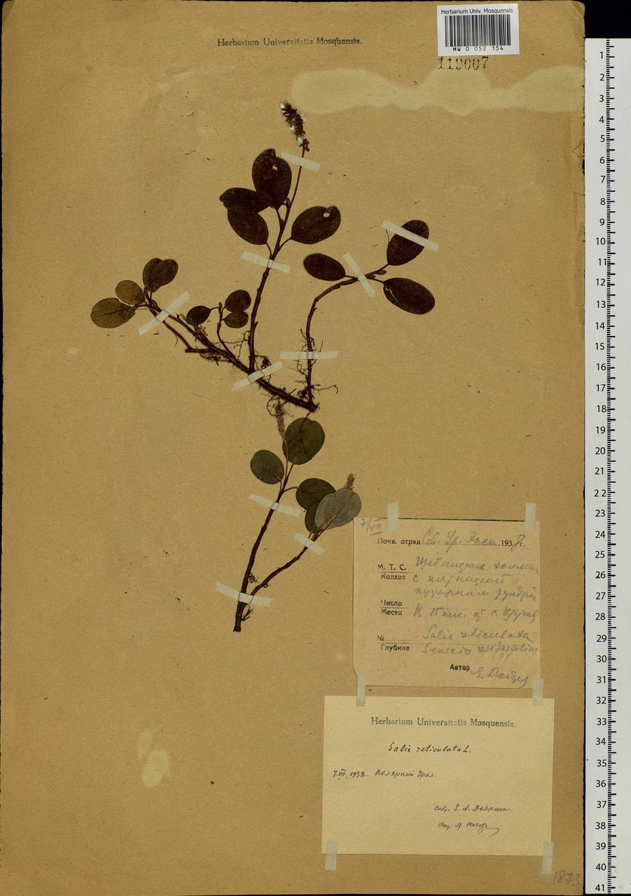 Salix reticulata, Siberia, Western Siberia (S1) (Russia)