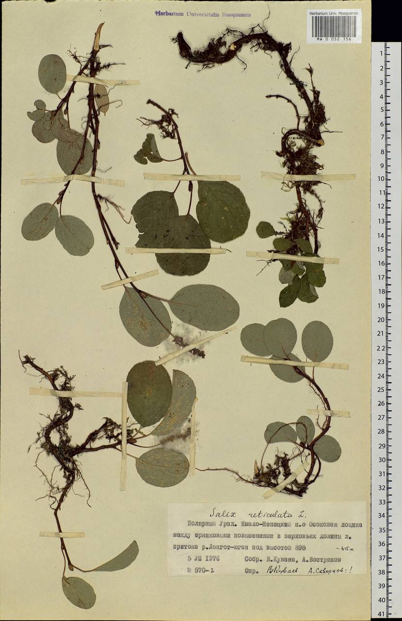 Salix reticulata, Siberia, Western Siberia (S1) (Russia)