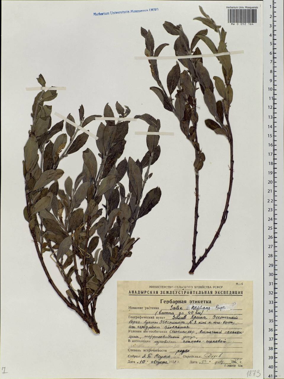 Salix reptans Rupr., Siberia, Chukotka & Kamchatka (S7) (Russia)