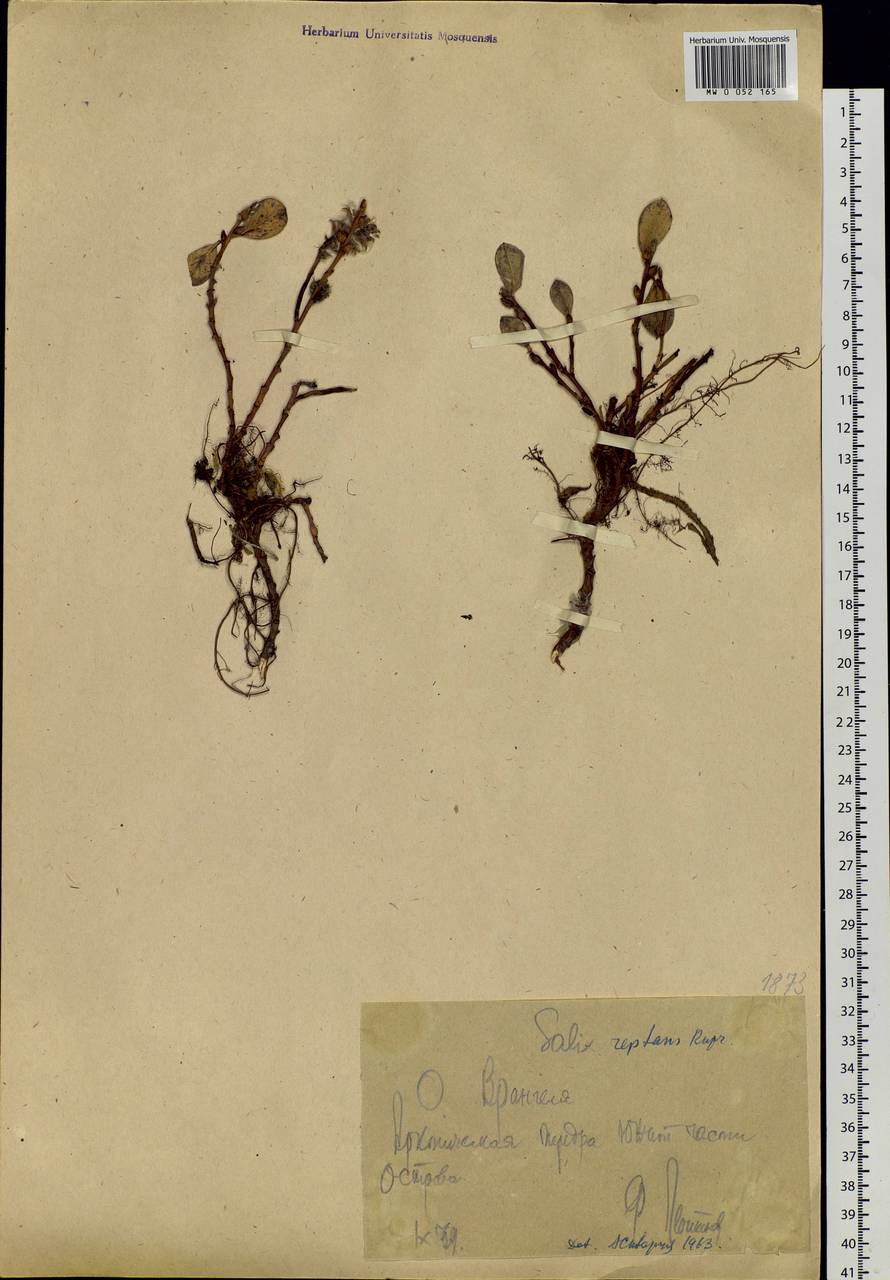Salix reptans Rupr., Siberia, Chukotka & Kamchatka (S7) (Russia)