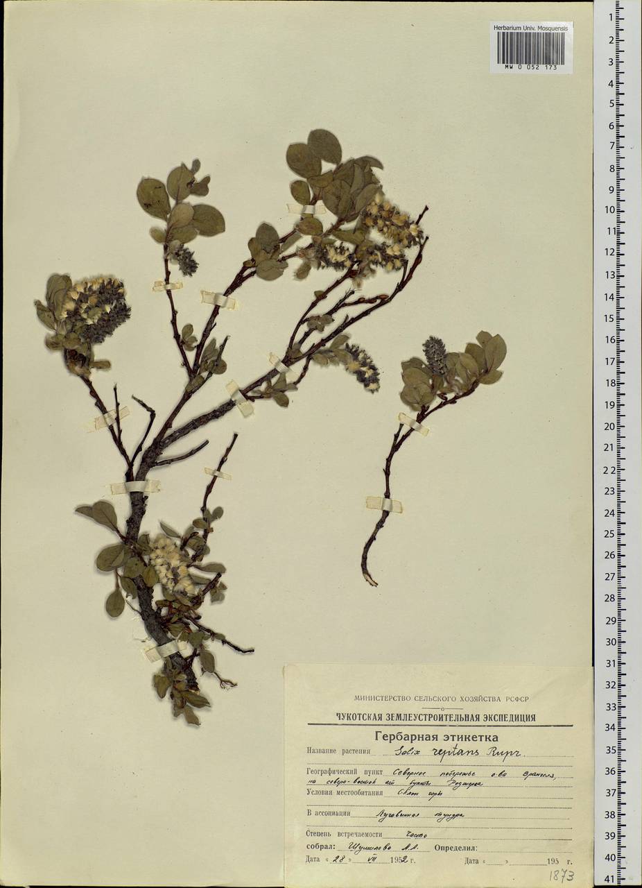 Salix reptans Rupr., Siberia, Chukotka & Kamchatka (S7) (Russia)