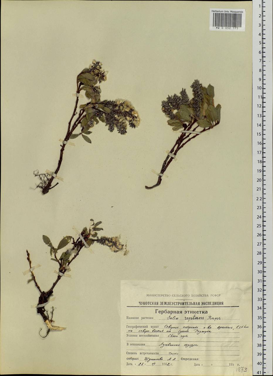 Salix reptans Rupr., Siberia, Chukotka & Kamchatka (S7) (Russia)