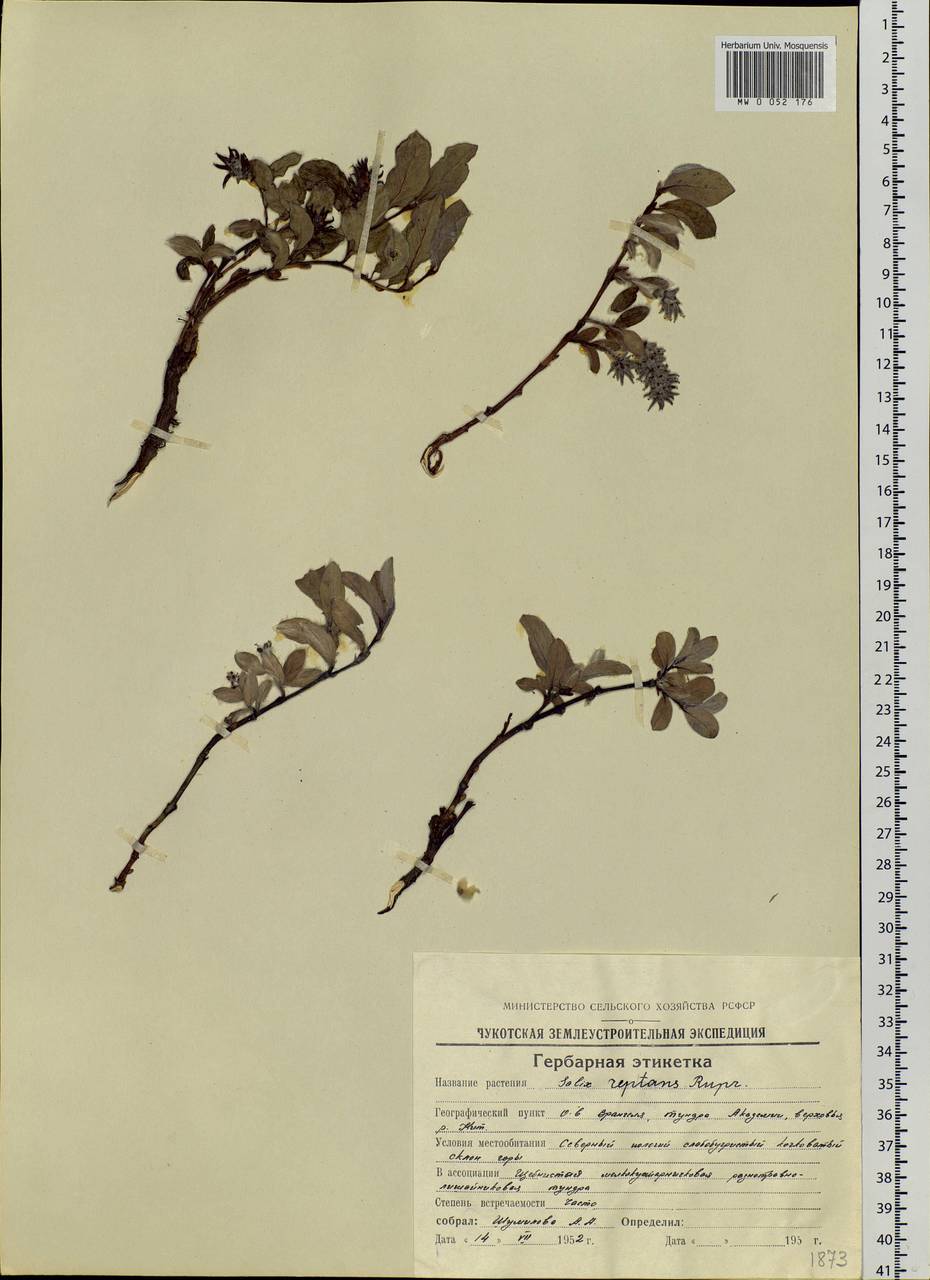 Salix reptans Rupr., Siberia, Chukotka & Kamchatka (S7) (Russia)