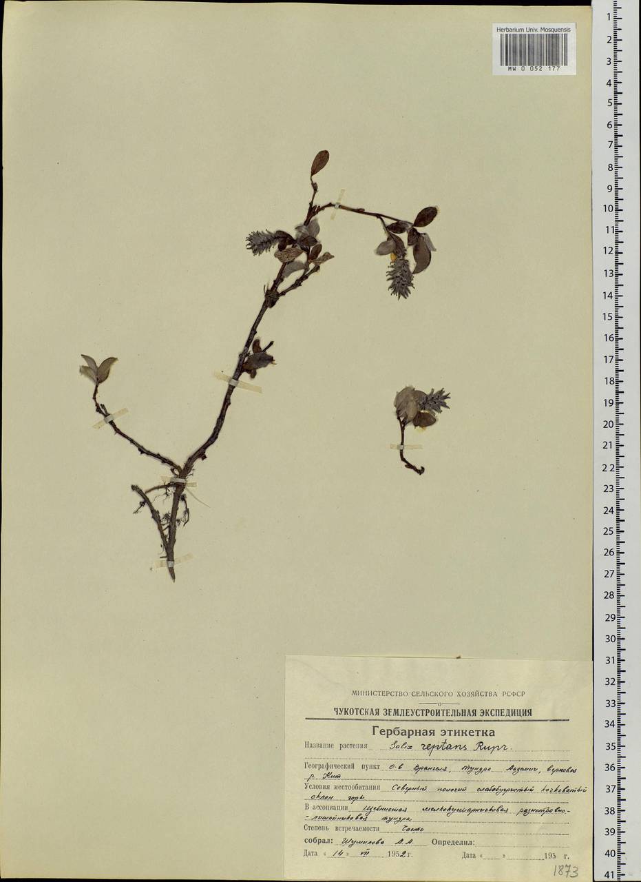 Salix reptans Rupr., Siberia, Chukotka & Kamchatka (S7) (Russia)