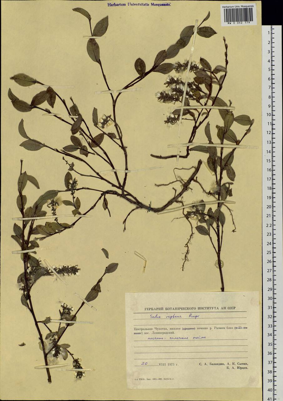 Salix reptans Rupr., Siberia, Chukotka & Kamchatka (S7) (Russia)