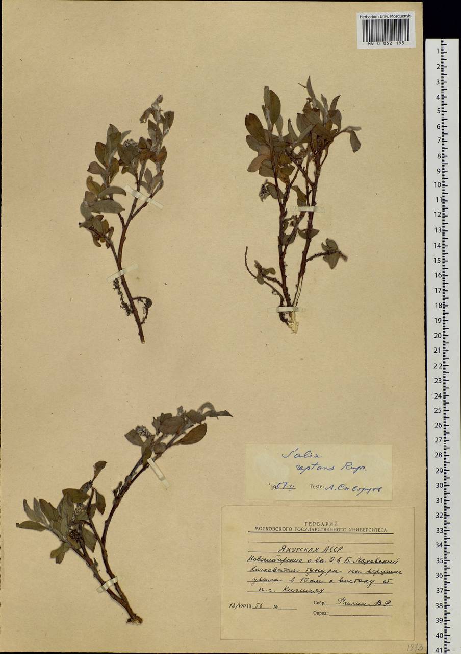 Salix reptans Rupr., Siberia, Yakutia (S5) (Russia)