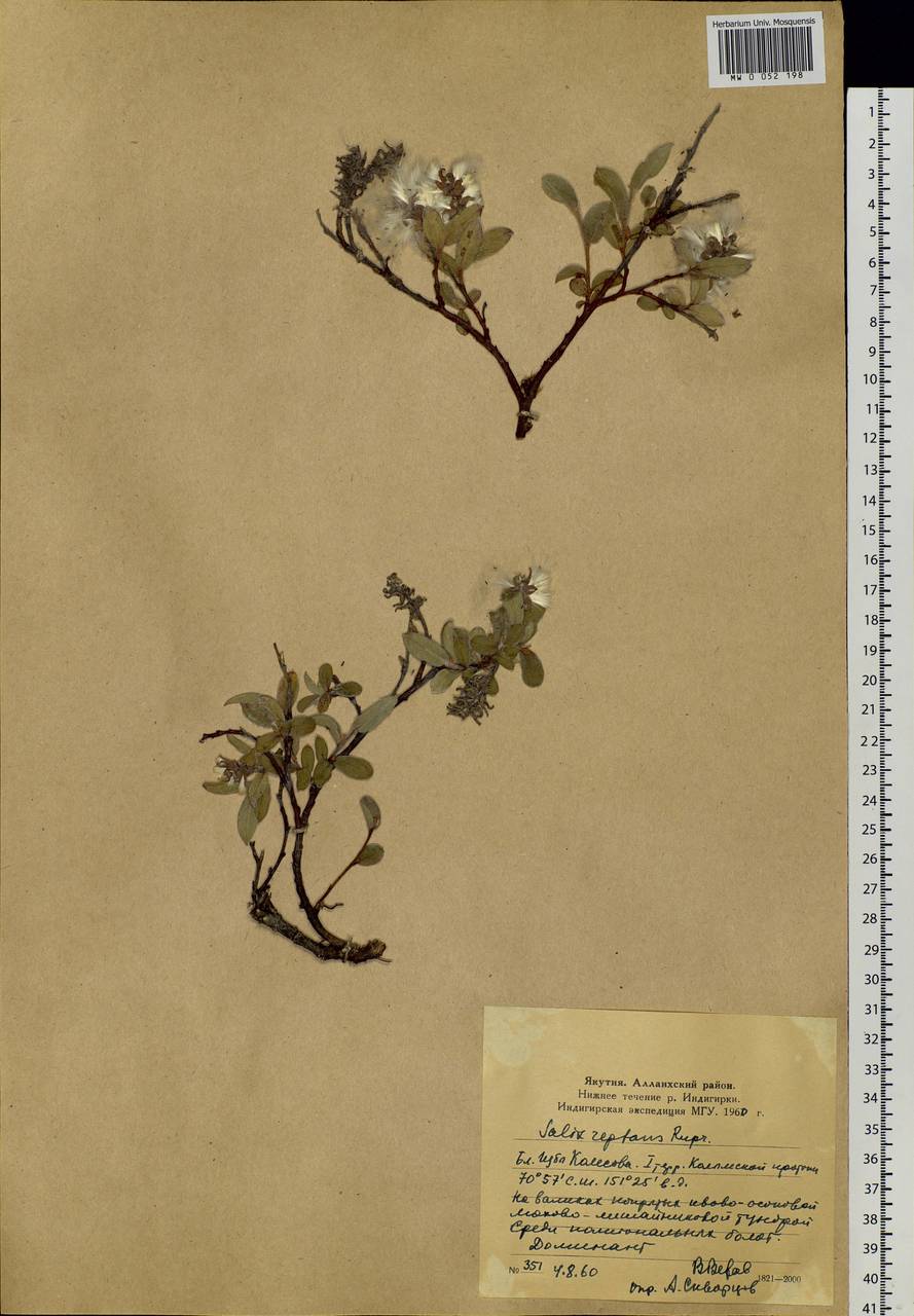 Salix reptans Rupr., Siberia, Yakutia (S5) (Russia)