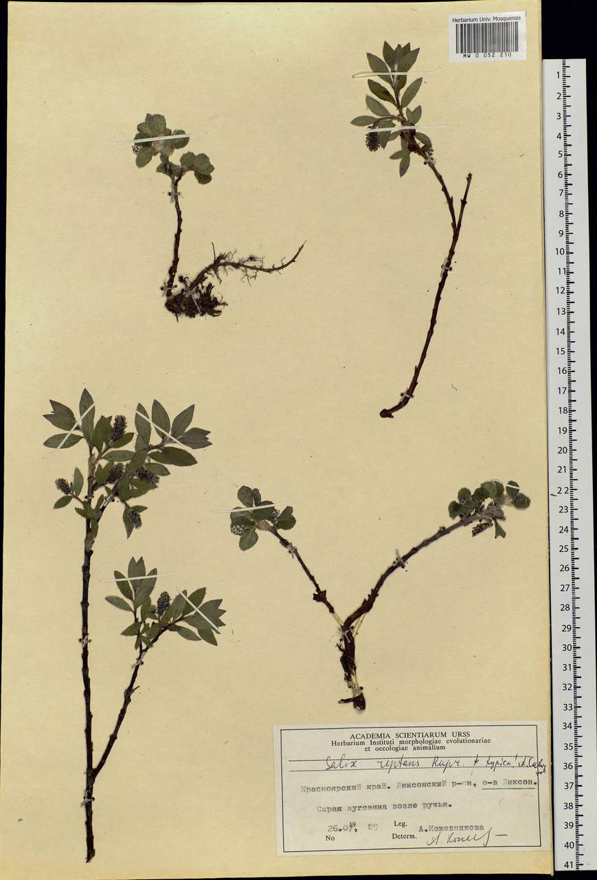 Salix reptans Rupr., Siberia, Central Siberia (S3) (Russia)