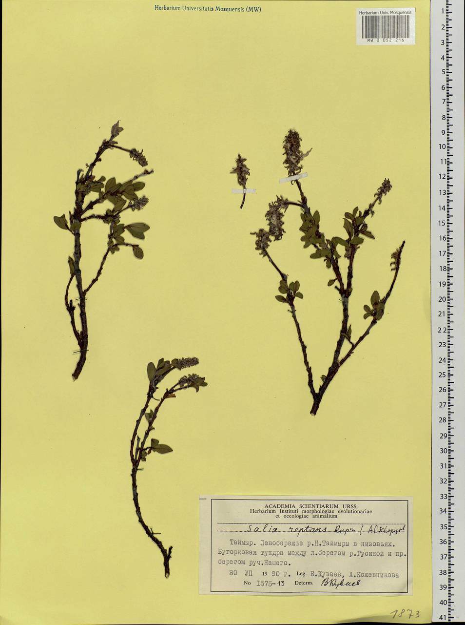 Salix reptans Rupr., Siberia, Central Siberia (S3) (Russia)