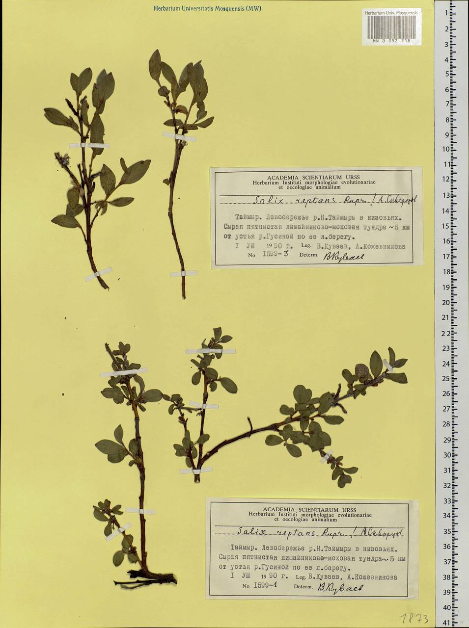 Salix reptans Rupr., Siberia, Central Siberia (S3) (Russia)