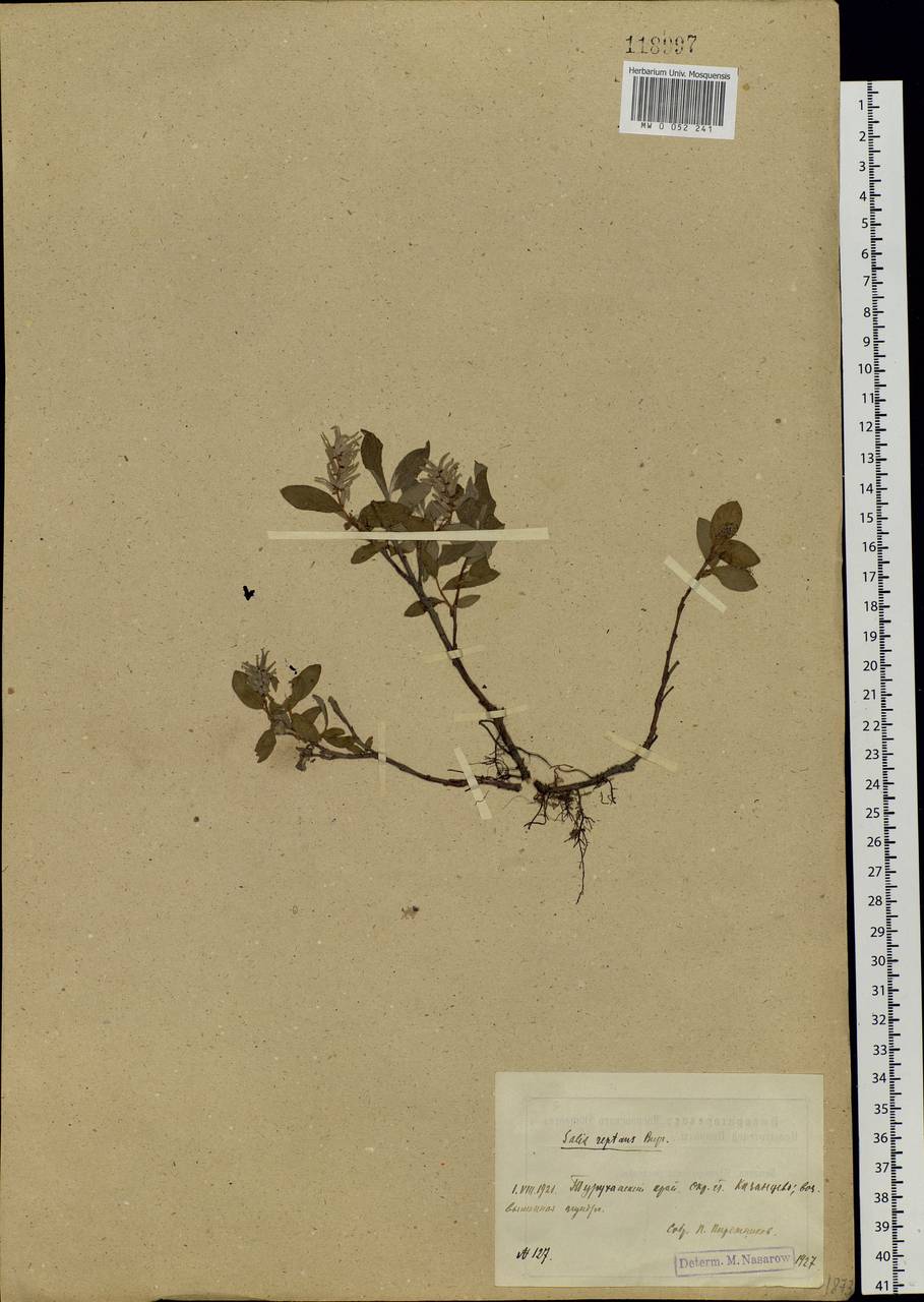 Salix reptans Rupr., Siberia, Central Siberia (S3) (Russia)