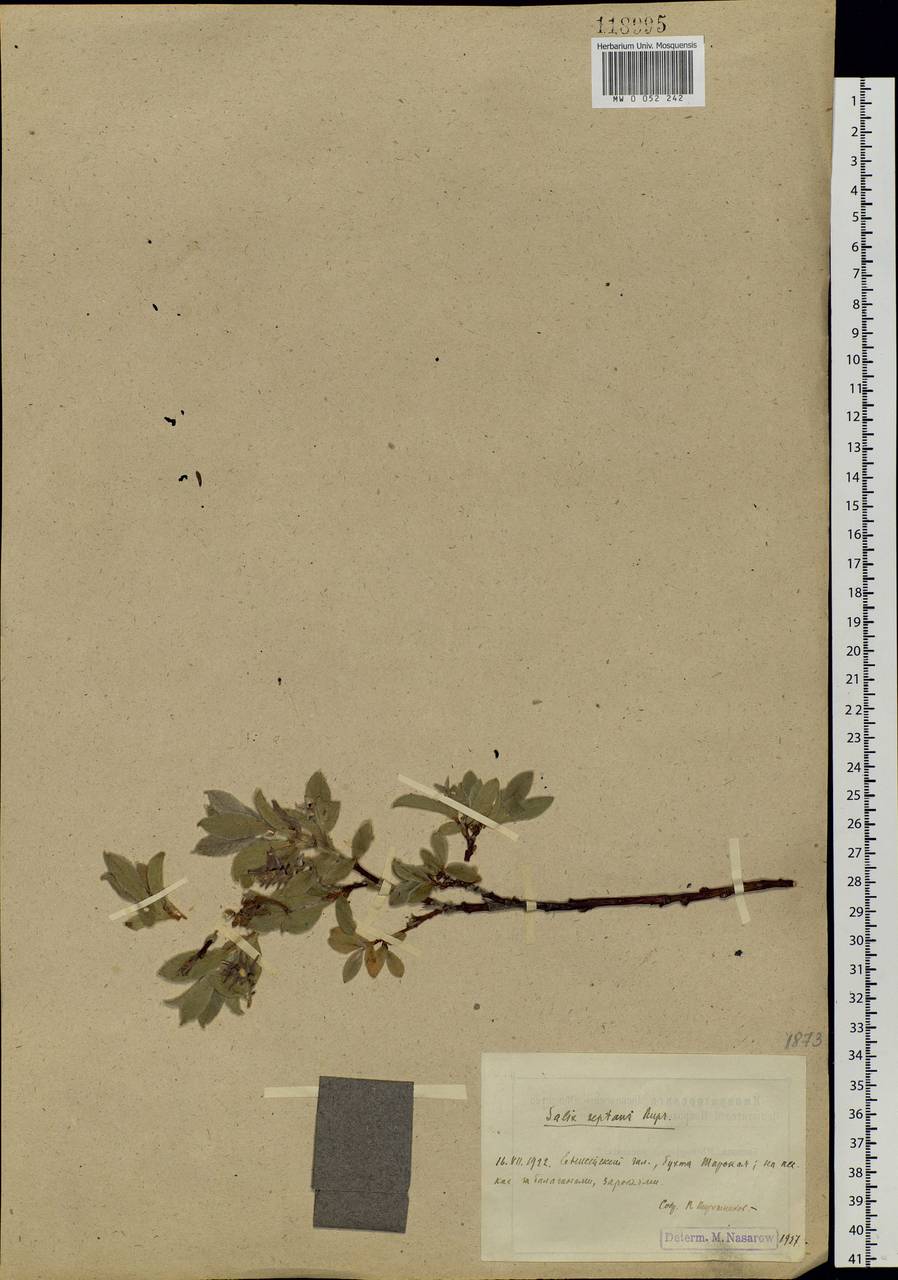 Salix reptans Rupr., Siberia, Central Siberia (S3) (Russia)