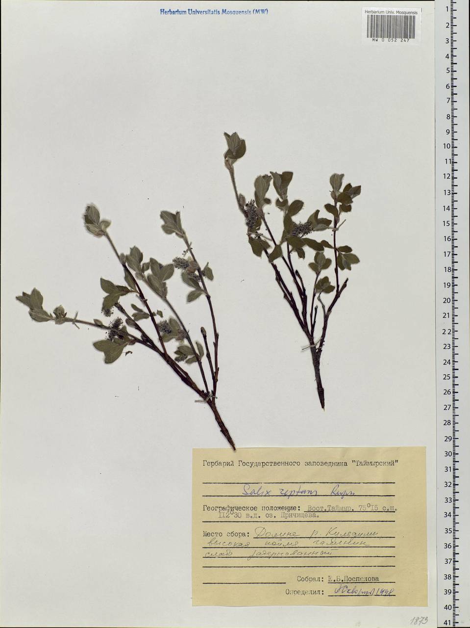Salix reptans Rupr., Siberia, Central Siberia (S3) (Russia)