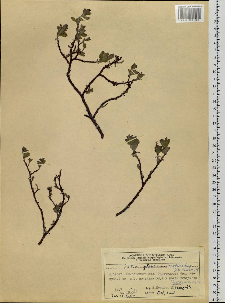 Salix reptans Rupr., Siberia, Central Siberia (S3) (Russia)