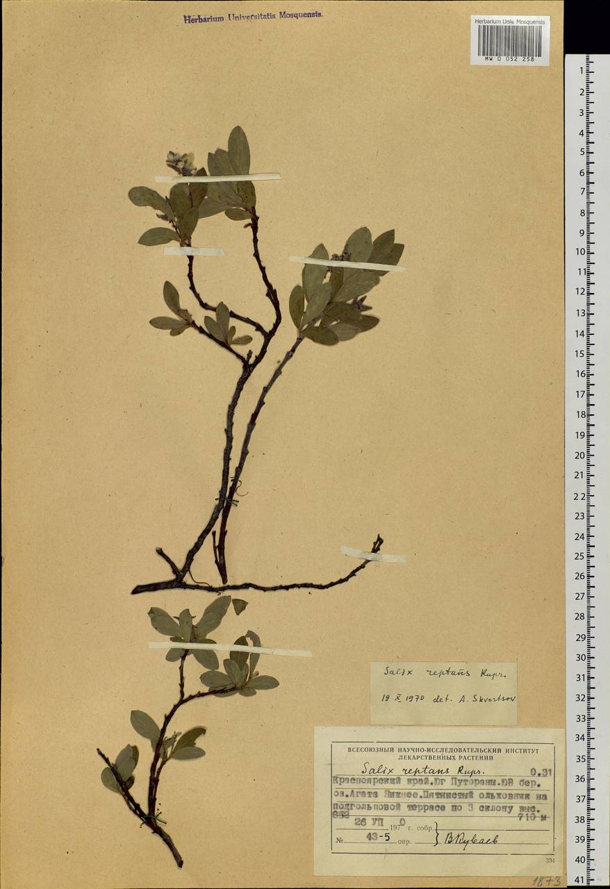 Salix reptans Rupr., Siberia, Central Siberia (S3) (Russia)