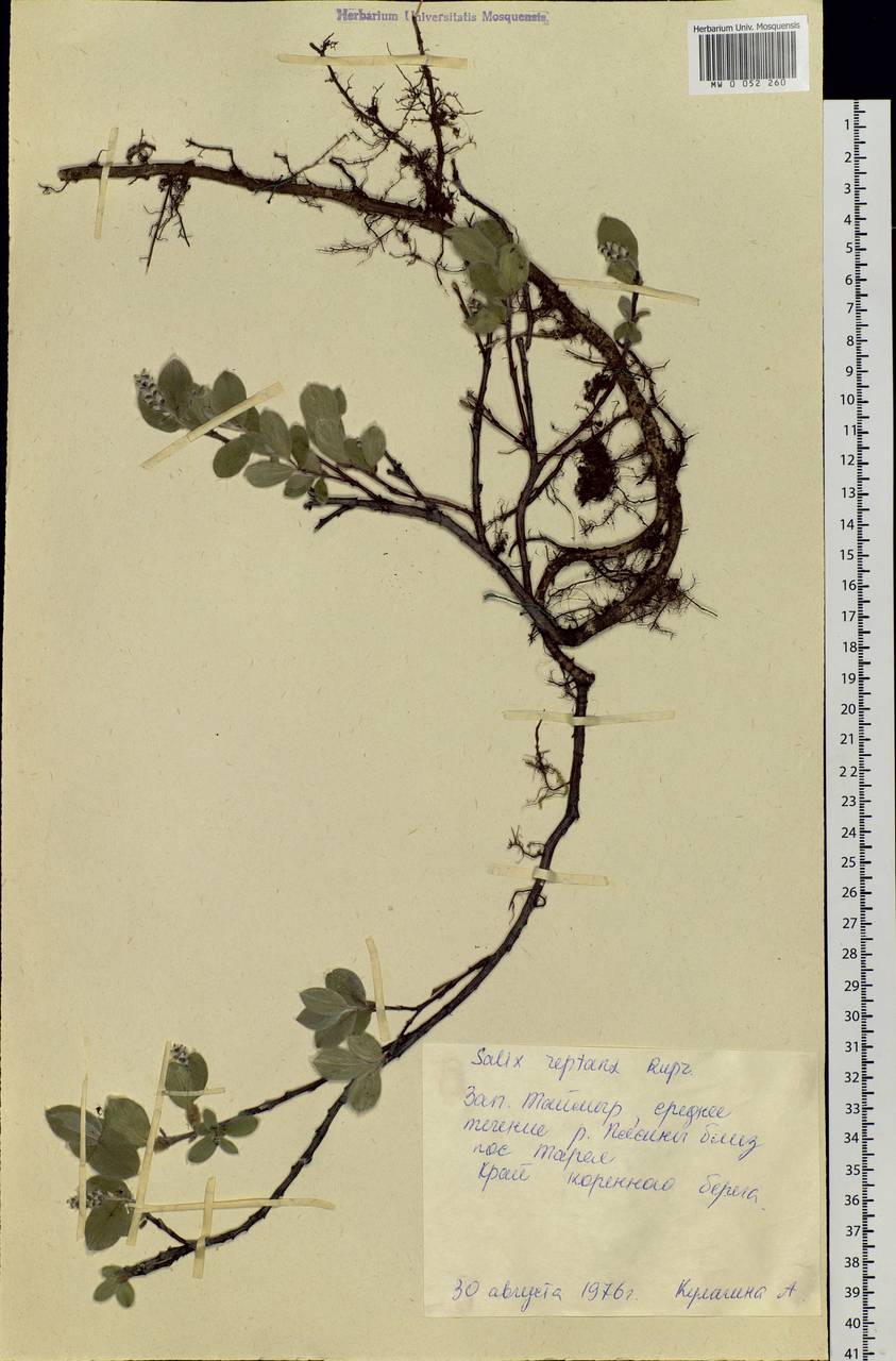 Salix reptans Rupr., Siberia, Central Siberia (S3) (Russia)