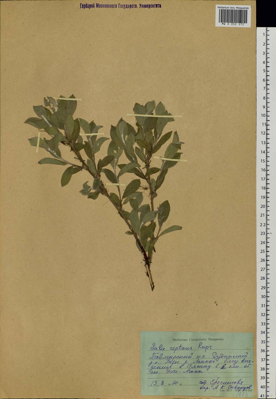 Salix reptans Rupr., Siberia, Central Siberia (S3) (Russia)