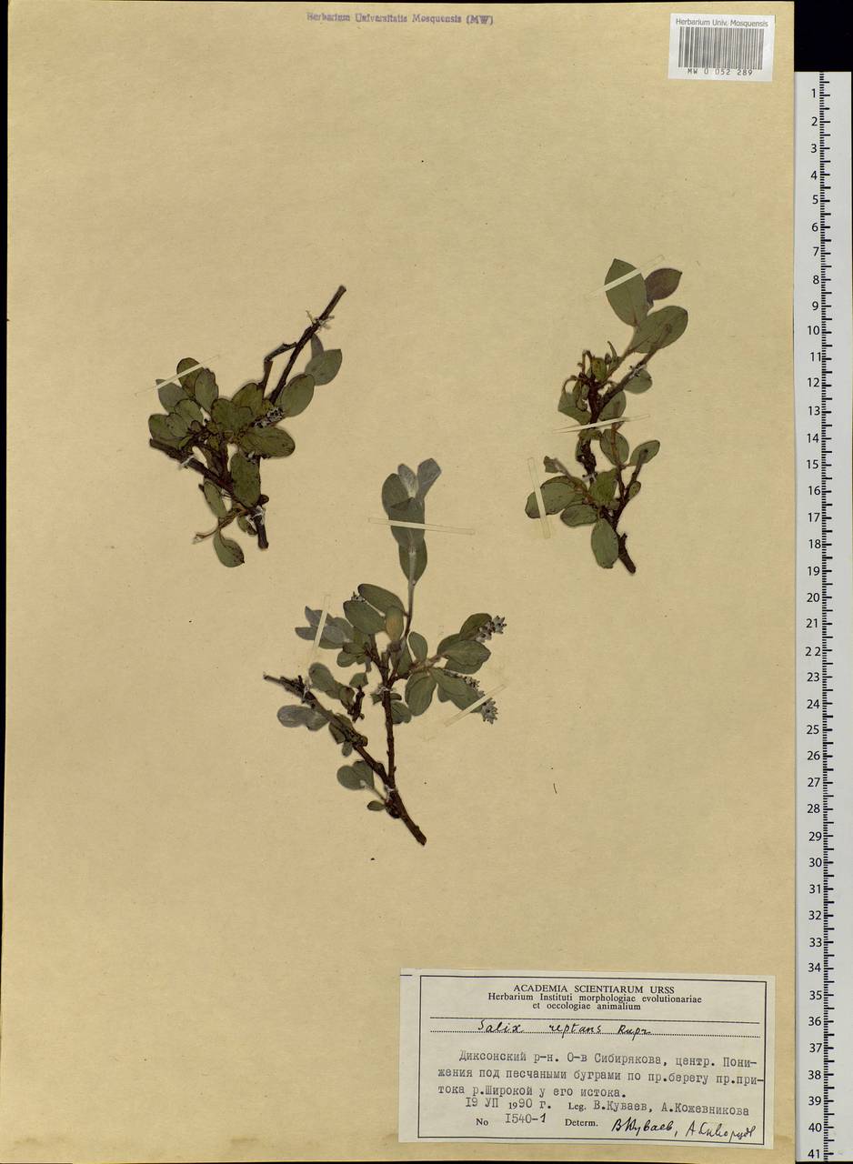 Salix reptans Rupr., Siberia, Central Siberia (S3) (Russia)