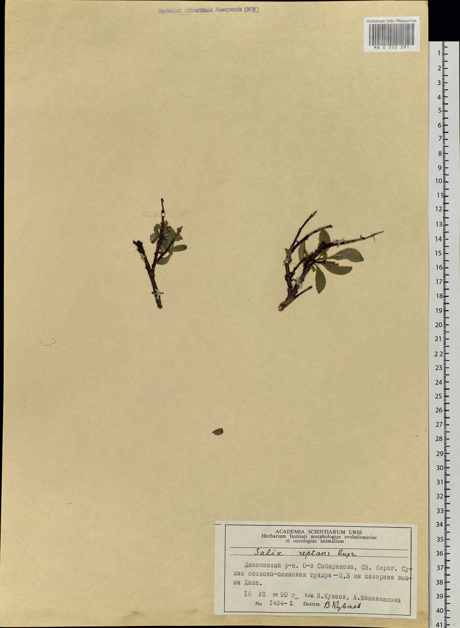 Salix reptans Rupr., Siberia, Central Siberia (S3) (Russia)
