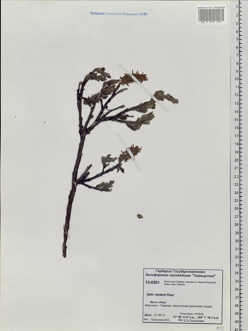 Salix reptans Rupr., Siberia, Central Siberia (S3) (Russia)