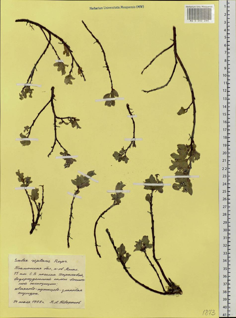 Salix reptans Rupr., Siberia, Western Siberia (S1) (Russia)