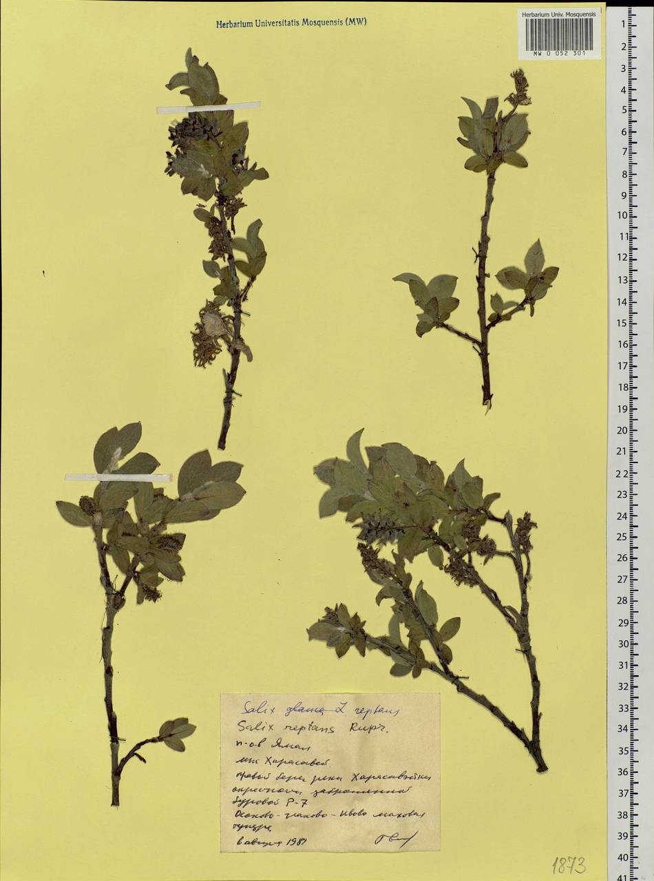 Salix reptans Rupr., Siberia, Western Siberia (S1) (Russia)