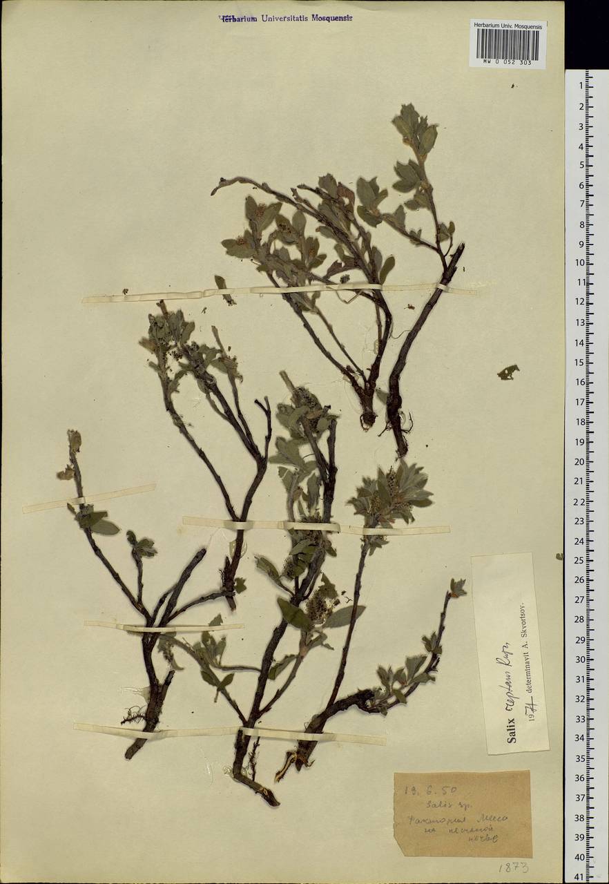 Salix reptans Rupr., Siberia, Western Siberia (S1) (Russia)