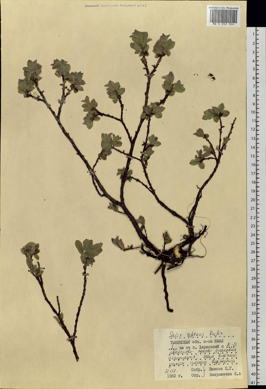 Salix reptans Rupr., Siberia, Western Siberia (S1) (Russia)