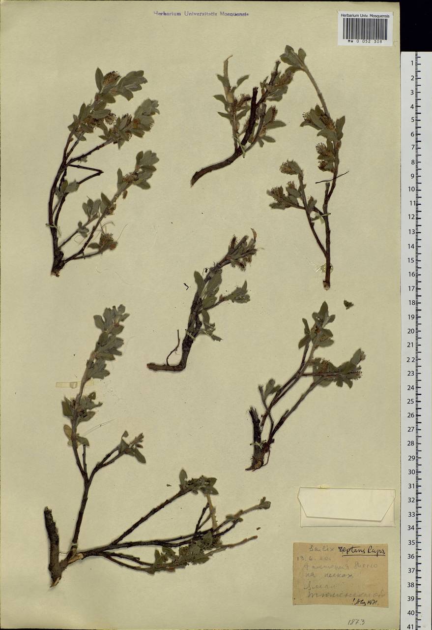 Salix reptans Rupr., Siberia, Western Siberia (S1) (Russia)