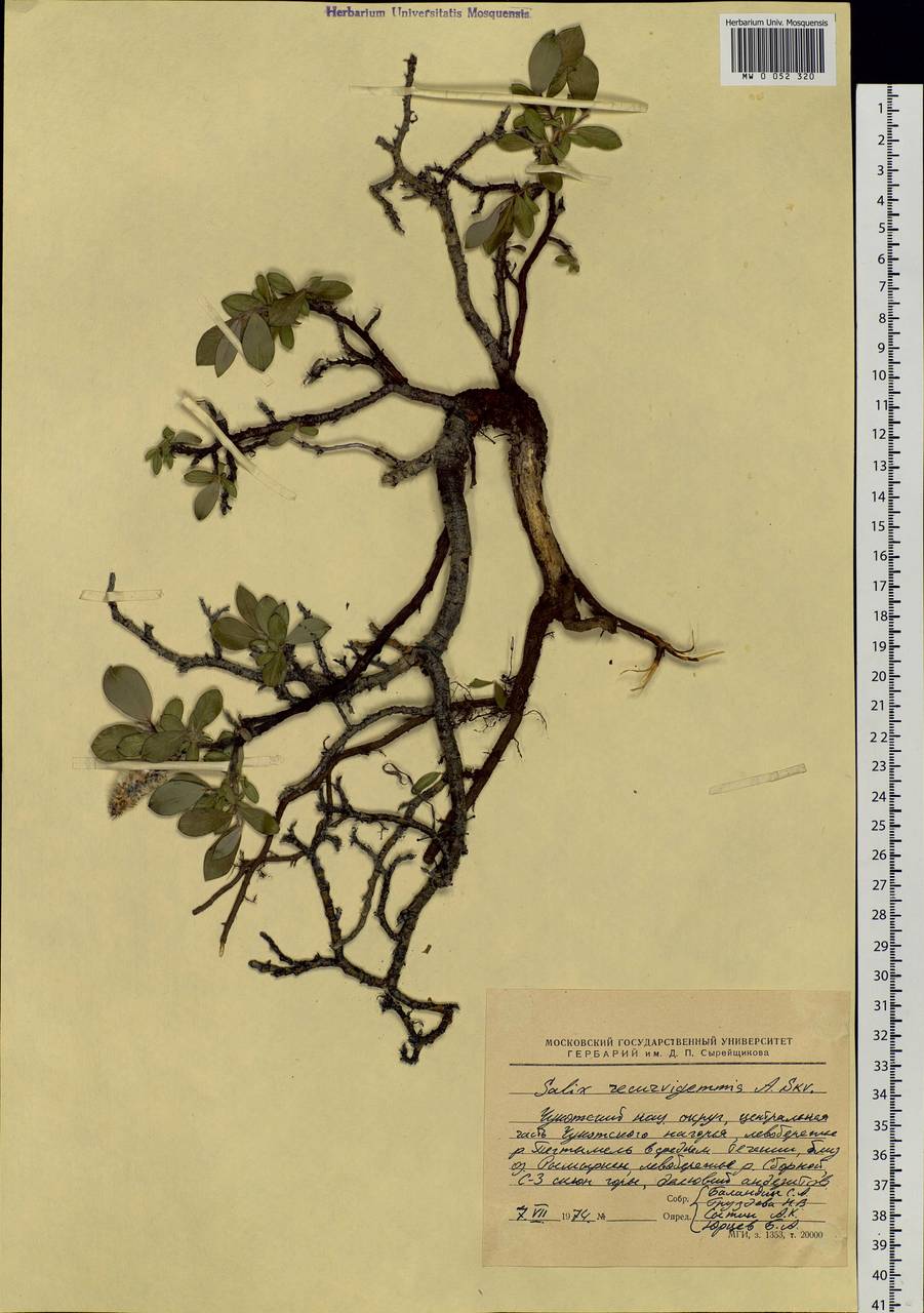 Salix recurvigemmata A. K. Skvortsov, Siberia, Chukotka & Kamchatka (S7) (Russia)