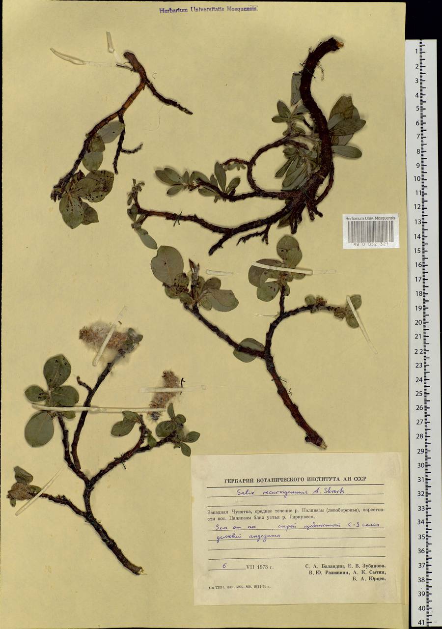 Salix recurvigemmata A. K. Skvortsov, Siberia, Chukotka & Kamchatka (S7) (Russia)