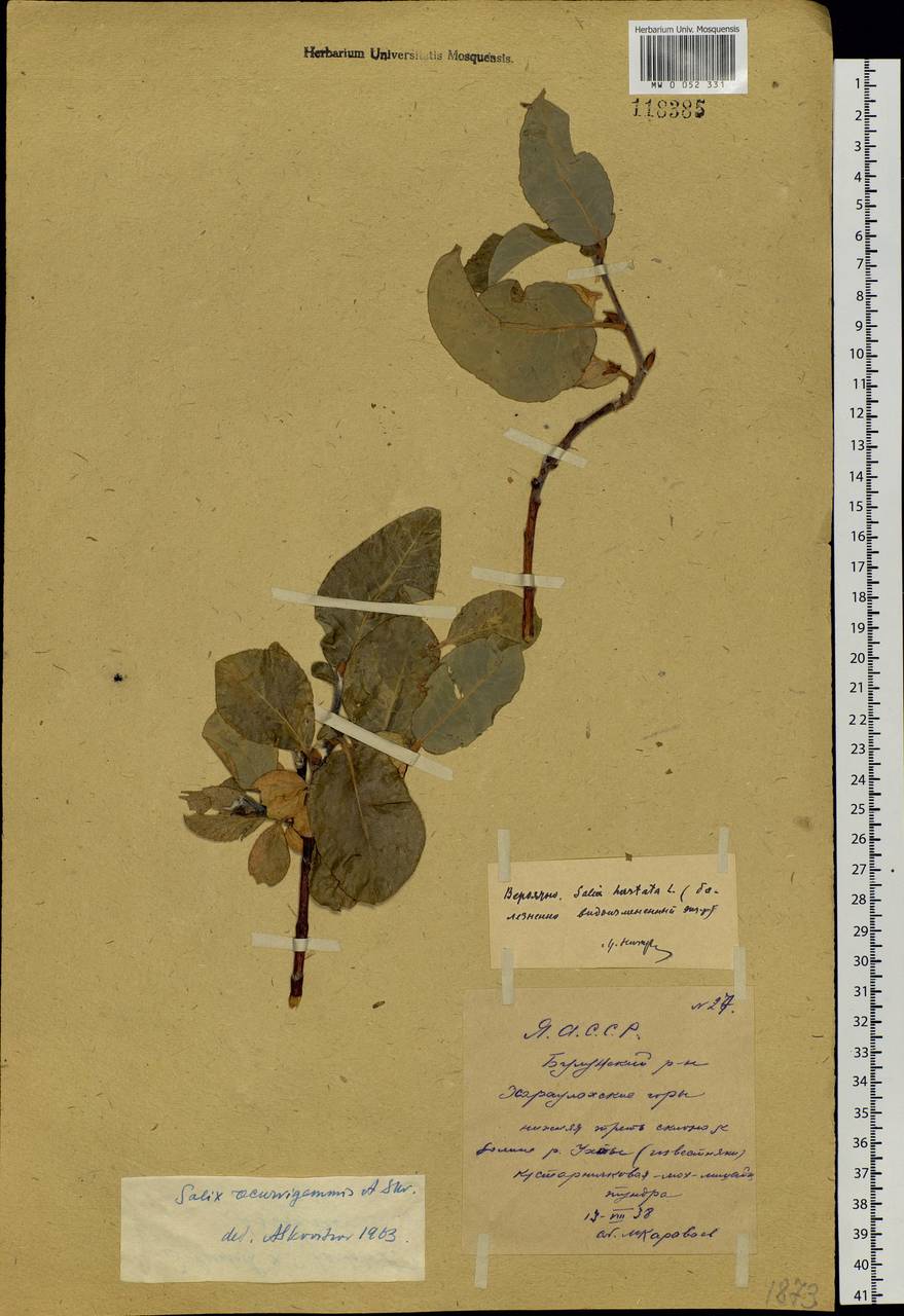 Salix recurvigemmata A. K. Skvortsov, Siberia, Yakutia (S5) (Russia)