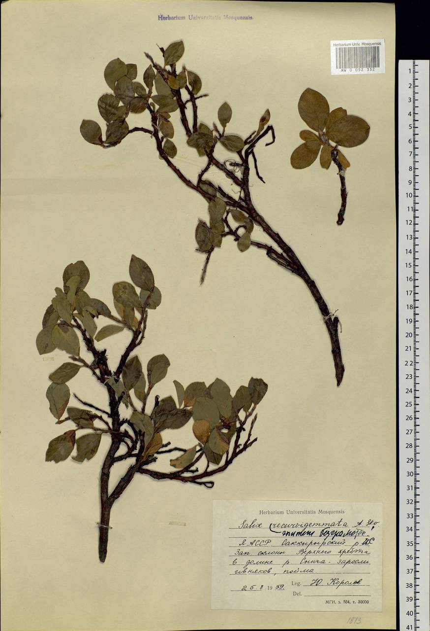 Salix recurvigemmata A. K. Skvortsov, Siberia, Yakutia (S5) (Russia)