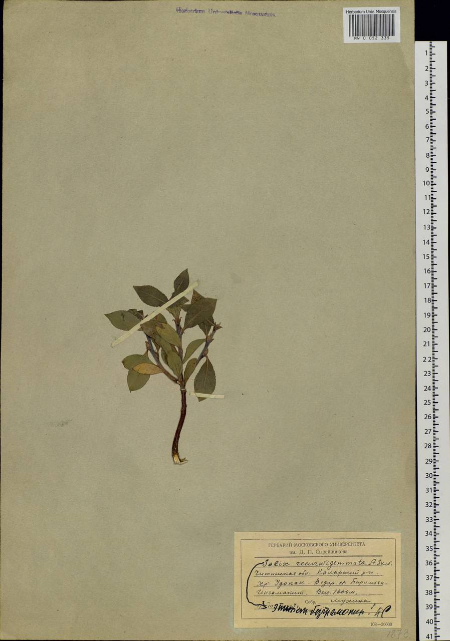 Salix recurvigemmata A. K. Skvortsov, Siberia, Baikal & Transbaikal region (S4) (Russia)