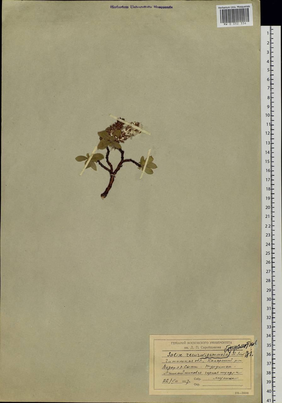 Salix recurvigemmata A. K. Skvortsov, Siberia, Baikal & Transbaikal region (S4) (Russia)