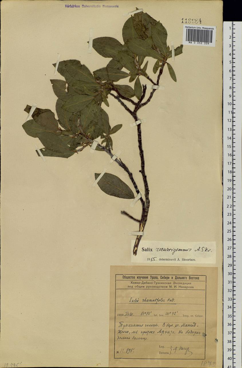 Salix recurvigemmata A. K. Skvortsov, Siberia, Baikal & Transbaikal region (S4) (Russia)