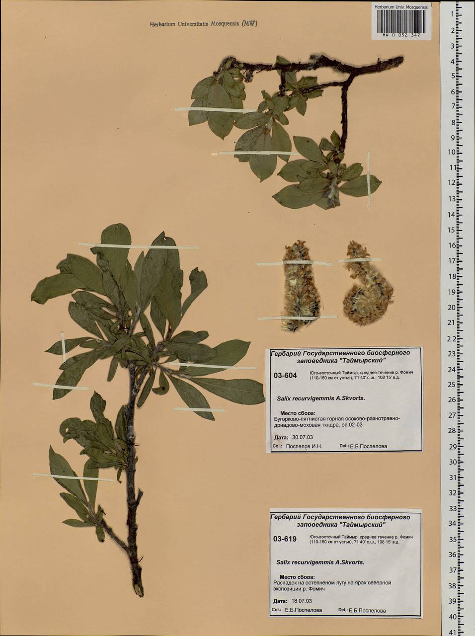 Salix recurvigemmata A. K. Skvortsov, Siberia, Central Siberia (S3) (Russia)
