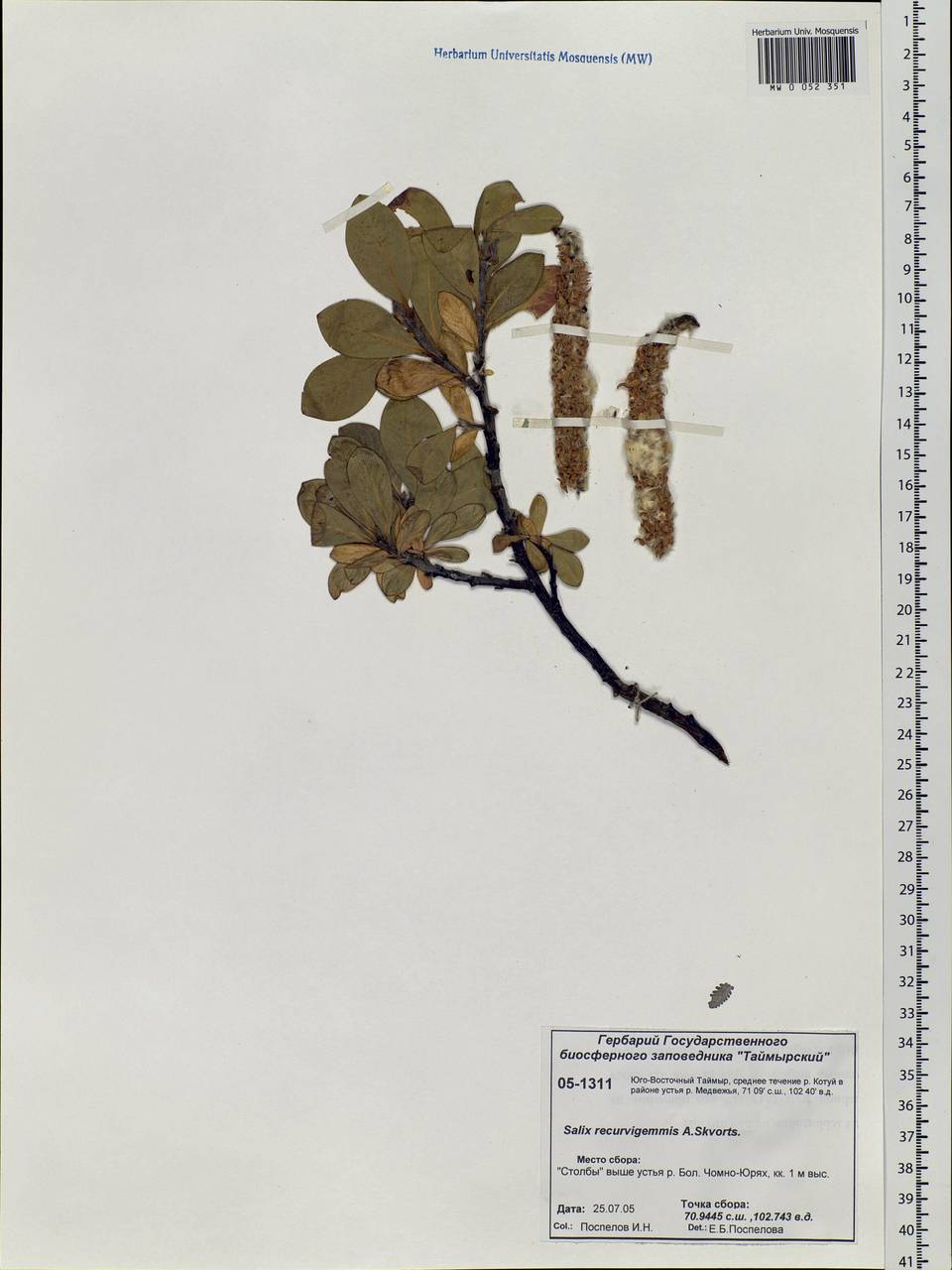 Salix recurvigemmata A. K. Skvortsov, Siberia, Central Siberia (S3) (Russia)