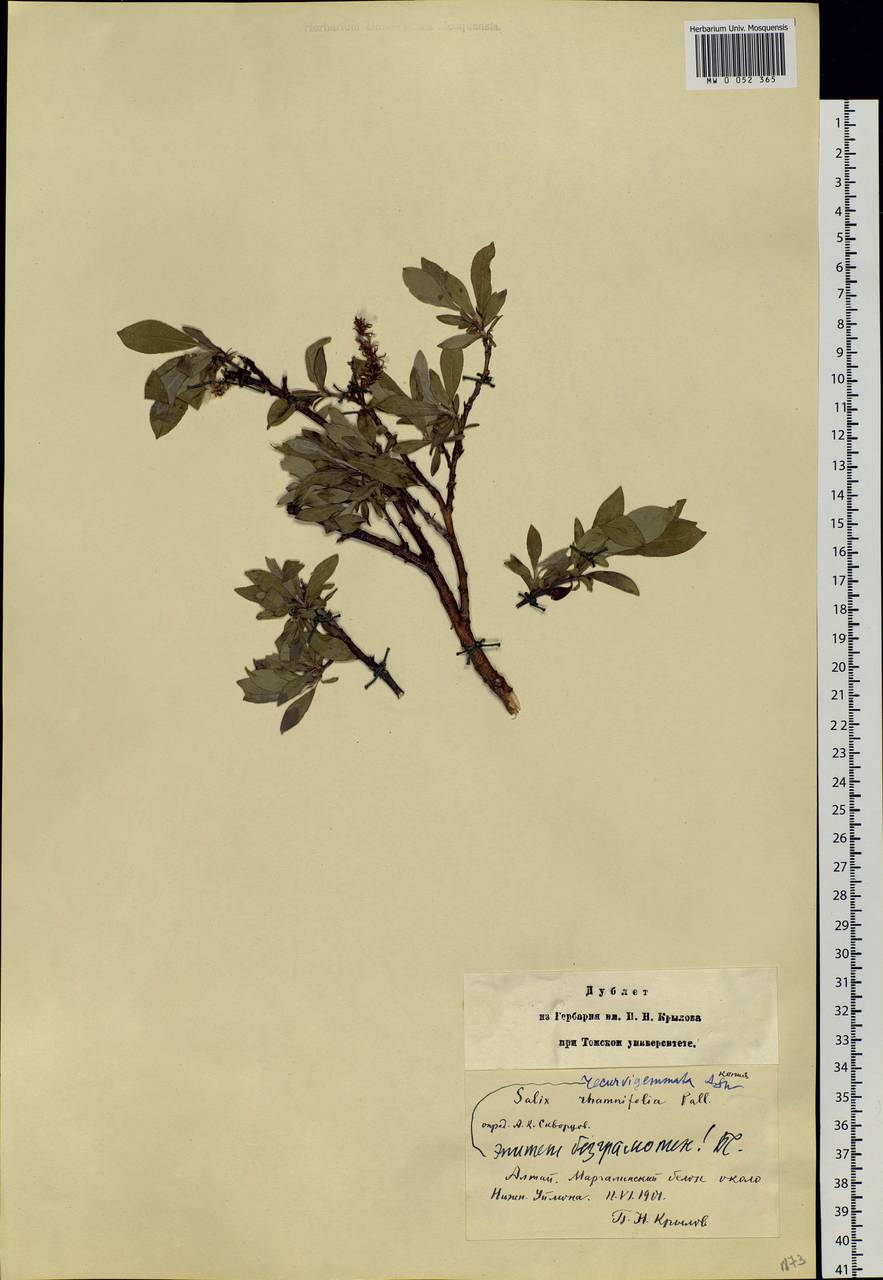 Salix recurvigemmata A. K. Skvortsov, Siberia, Altai & Sayany Mountains (S2) (Russia)