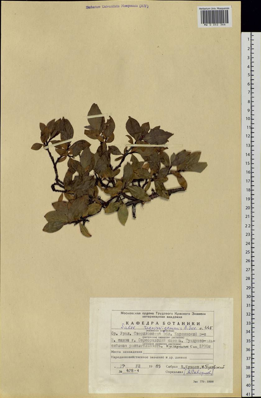Salix recurvigemmata A. K. Skvortsov, Eastern Europe, Eastern region (E10) (Russia)