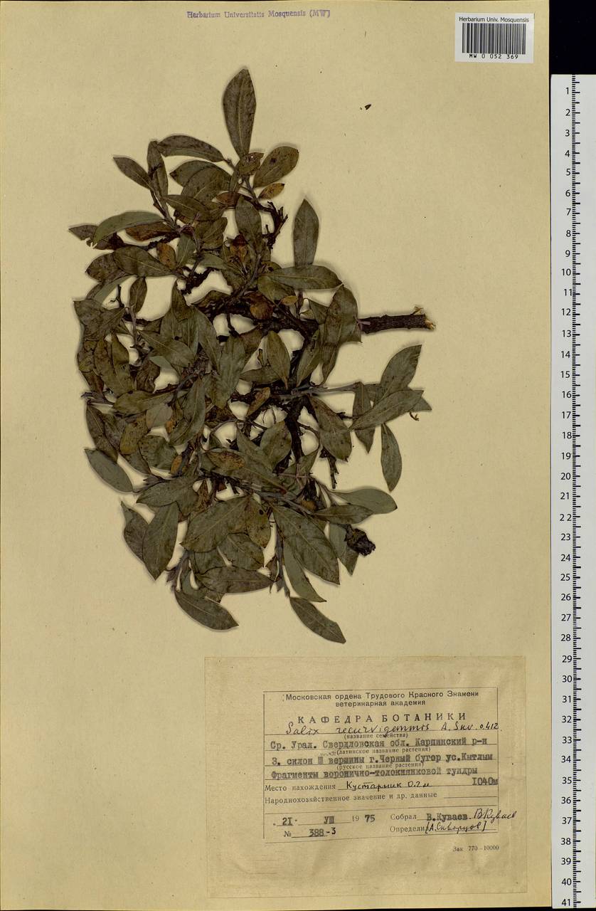 Salix recurvigemmata A. K. Skvortsov, Eastern Europe, Eastern region (E10) (Russia)