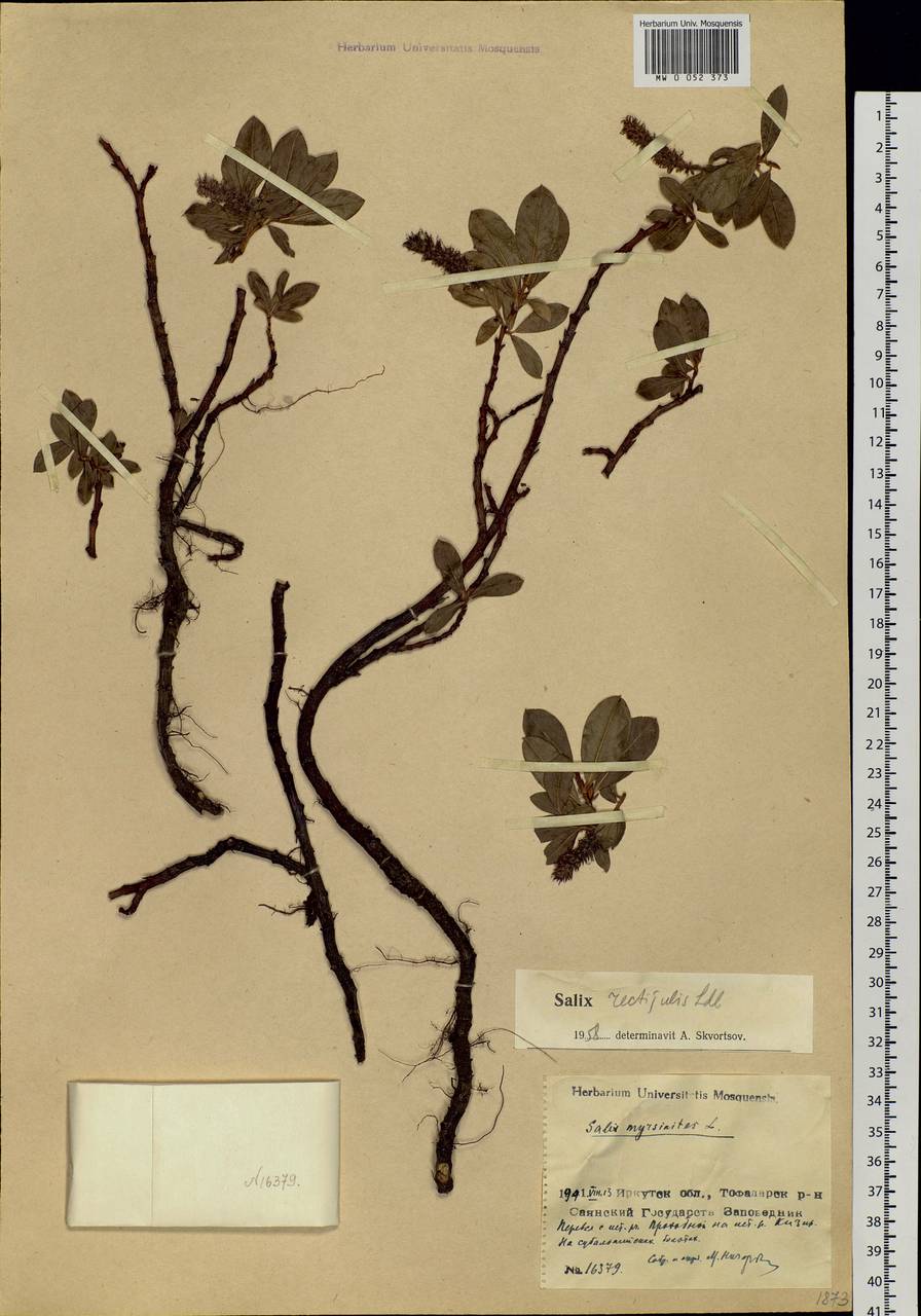 Salix rectijulis Ledeb. ex Trautv., Siberia, Baikal & Transbaikal region (S4) (Russia)