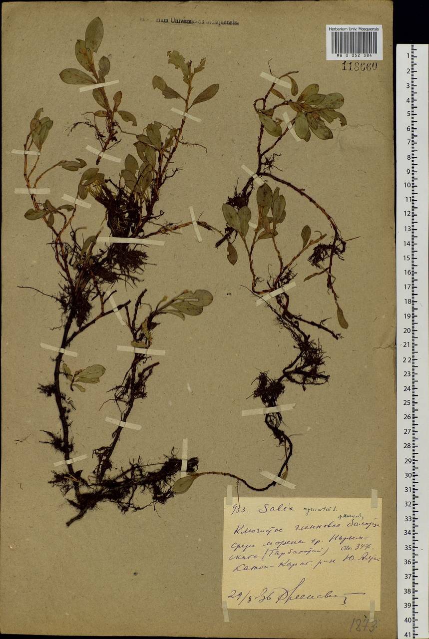 Salix rectijulis Ledeb. ex Trautv., Siberia, Western (Kazakhstan) Altai Mountains (S2a) (Kazakhstan)
