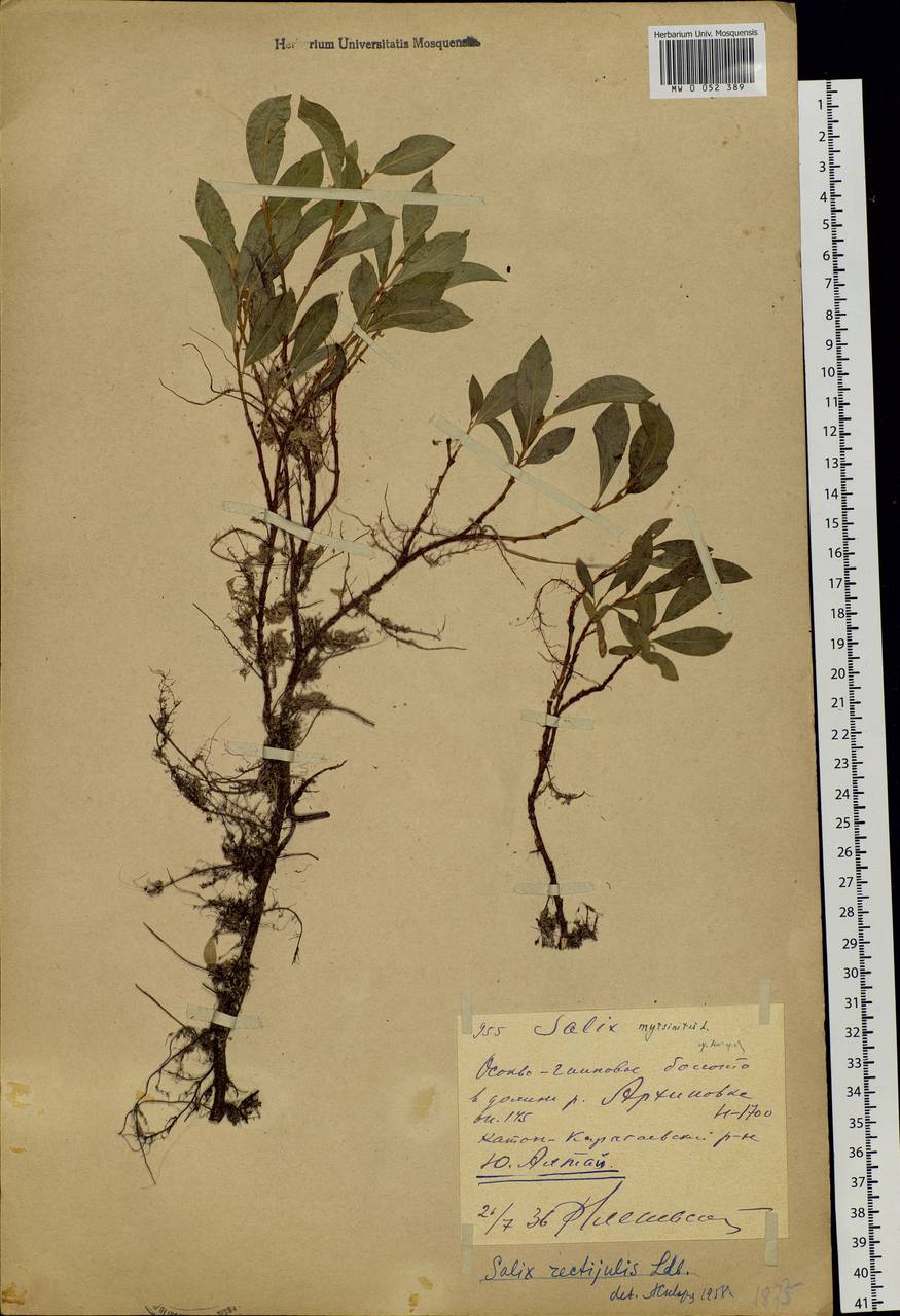 Salix rectijulis Ledeb. ex Trautv., Siberia, Western (Kazakhstan) Altai Mountains (S2a) (Kazakhstan)