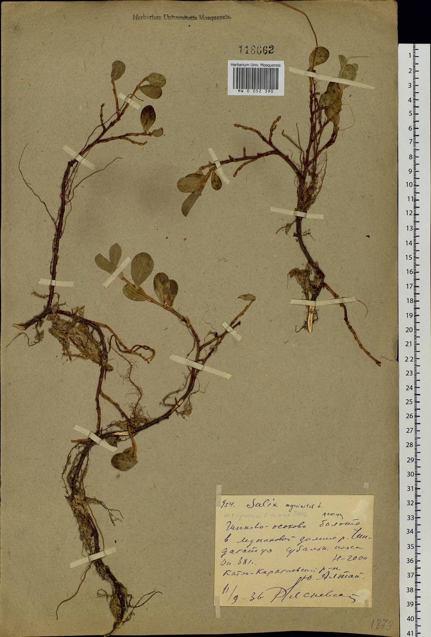 Salix rectijulis Ledeb. ex Trautv., Siberia, Altai & Sayany Mountains (S2) (Russia)