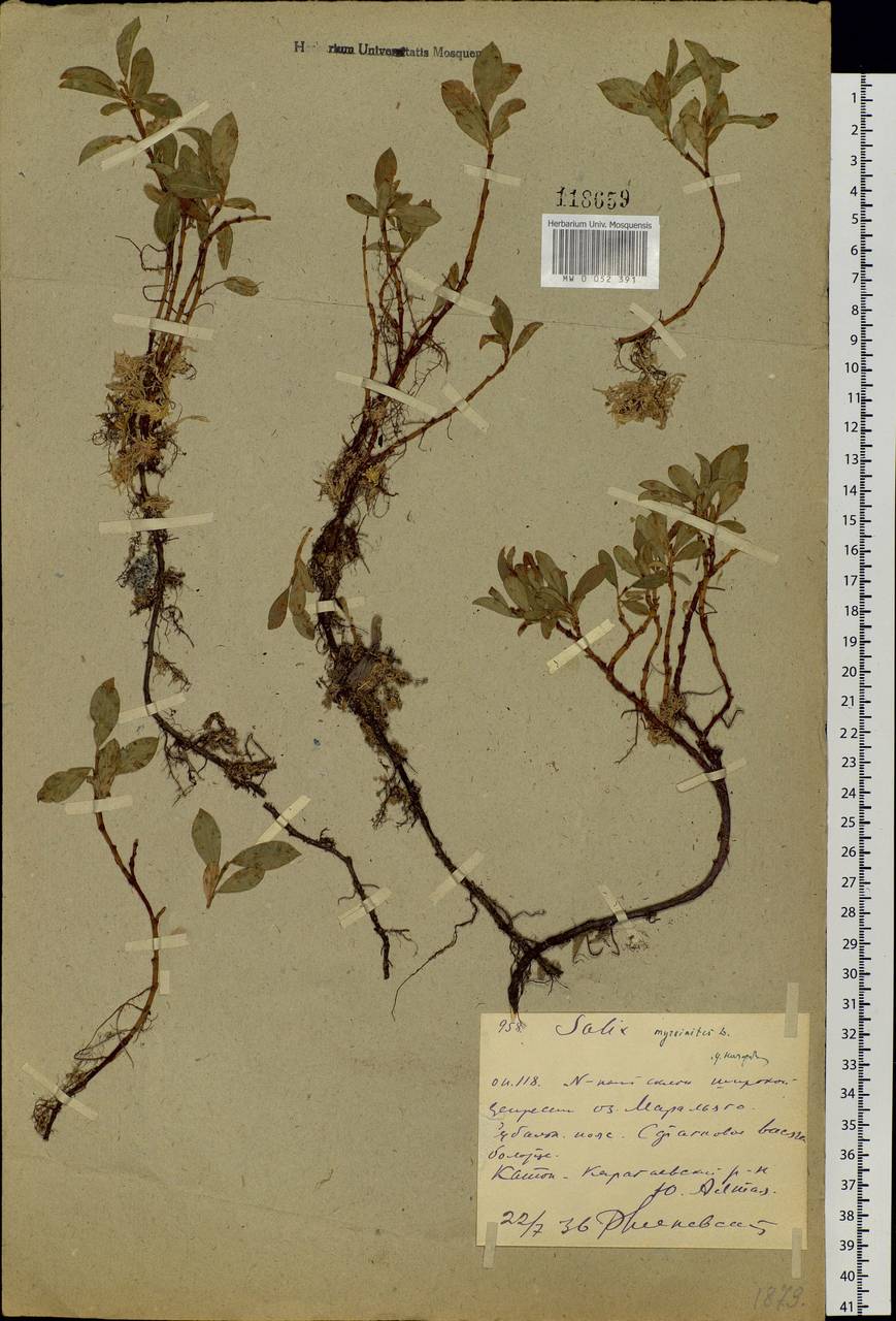 Salix rectijulis Ledeb. ex Trautv., Siberia, Western (Kazakhstan) Altai Mountains (S2a) (Kazakhstan)