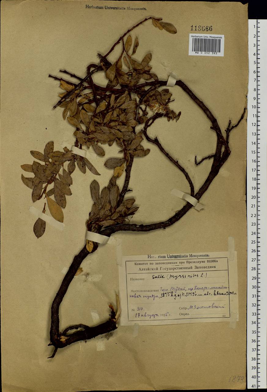 Salix rectijulis Ledeb. ex Trautv., Siberia, Altai & Sayany Mountains (S2) (Russia)